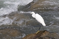 Aigrette garzette -04